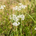 2 - Domaine Des Landes Lesperon (Landes)